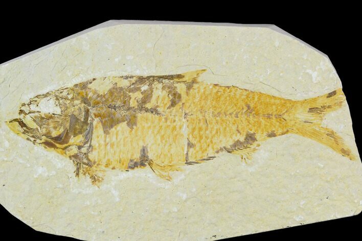 Bargain, Fossil Fish (Knightia) - Wyoming #120632